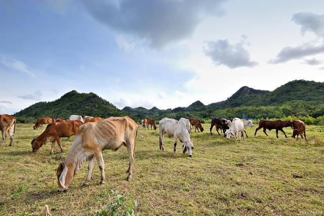 牛羊放养是一种传统的畜牧养殖方式,也是一种有益于环境和动物福利的