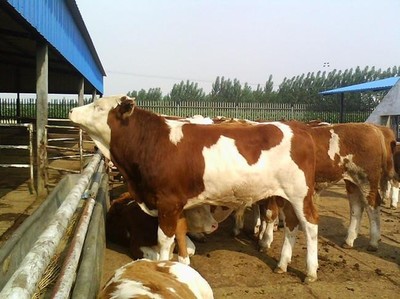 吕梁市牲畜养殖