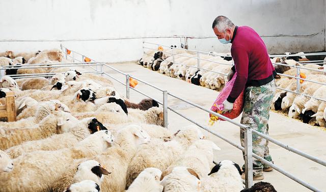12月15日,洛浦县富浩畜牧养殖农民专业合作社工人正在给羊投喂饲料.