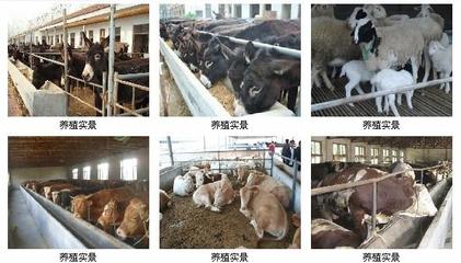 【渭南肉牛养殖赚钱吗】价格,厂家,牲畜-搜了网