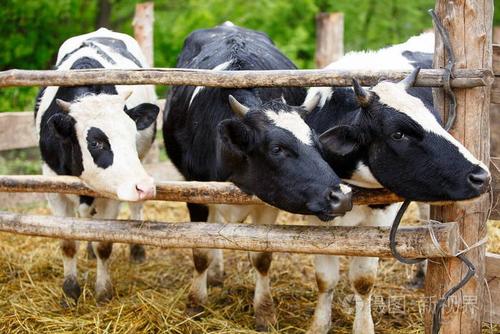 三头奶牛/农业/牲畜照片-正版商用图片18vyhm-摄图新视界